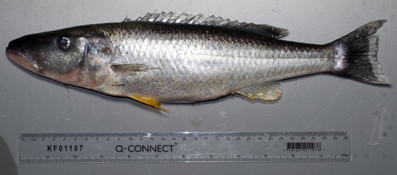 Rhamphochromis esox